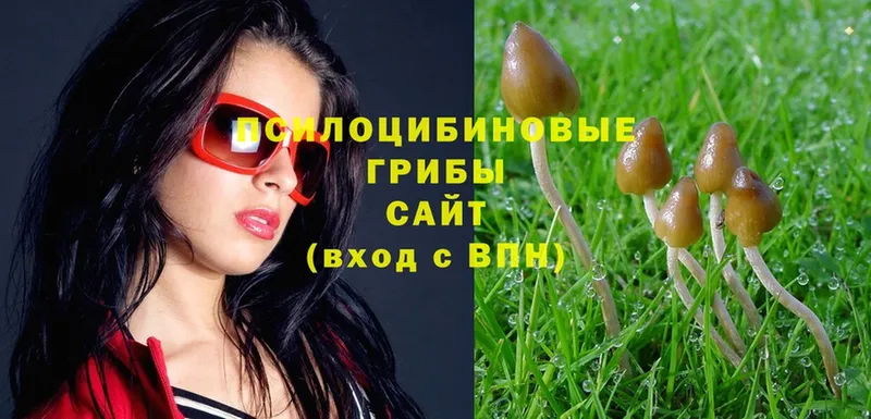 наркошоп  Туймазы  Псилоцибиновые грибы Magic Shrooms 